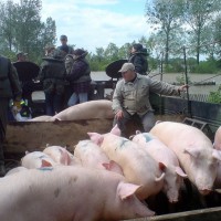 Świniary, Płock, Juliszew 2010 r.